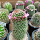 보림농원