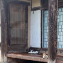 차꽃오미 이미지