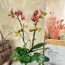 승진농장2 이미지