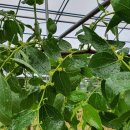 추대농장 이미지