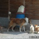 연애견 Daum카페