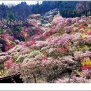 광양 매화 &amp; 구례 산수유 축제 무박 여행(3/14 금요일밤~ 3/15 토요일) 이미지