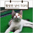 펫아미 강아지분양 고양이분양 동탄점 | 동탄 펫아미 강아지분양, 반려견과 함께하는 첫 번째 하루