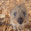 킁카킁카 이미지