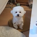 강사모백화점 | Gone드레 만드레