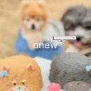 오뉴와 | 🍰강아지케이크➰오뉴 onew