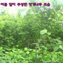 만리포헛개나무농장 이미지