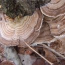 운지버섯 과 유사버섯들 이미지