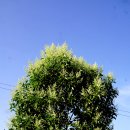 제주광나무 이미지