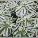 대지의 노래 이미지