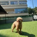 보나유치원 | 광교애견유치원 헬로우버디 광교점 사교성 부족 강아지의 낯가림 극복기