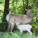 호동사슴목장 이미지