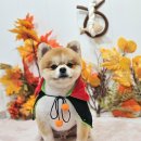 메리몰펫샵 이미지