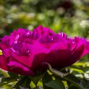 모란이피기까지 이미지