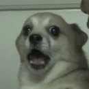 가자 펫택시 | 개꿀잼 뚜벅이 겨울 강릉 1박 2일 여행 코스 , 1일차