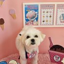 허니바우 이미지