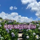 미레이나 | 제주/제주시 수국 시즌 수국과 카페를 동시에?! 카페 미레이나 내돈내산 후기