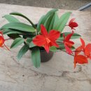 옹기사랑 꽃사랑 이미지