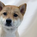 스퀘어독스 펫 이미지