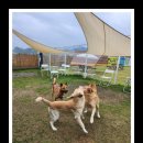 서촌동 댕번지 이미지