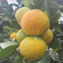 귤하우스 이미지