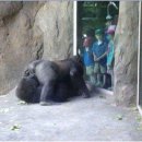 릴라