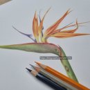 색연필 식물 세밀화 이미지