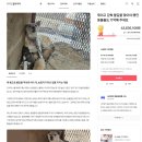 마당개 이미지