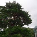 대불공원 좌측 이미지