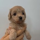 베베멍 강아지고양이분양 시흥본점 이미지