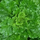 도혜원민박 이미지