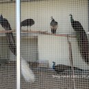 까페월랑(Cafe 월랑) | [아산]카페 파보네(cafe pavone) 후기|케이크맛집|카페추천|아산음봉맛집카페케이크커피테라스인스타...