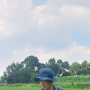 인디카벼품종 국내적응실험농장 작물상태을 살펴보는중 이미지