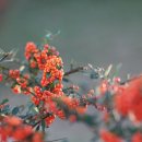 에코트리(Eco tree)