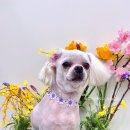 누구보다 소중하개 이미지