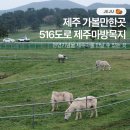 제주의 제주마 | 제주 가볼만한곳 516도로 제주마방목지 ｜ 히힝페스티벌 (제주 4월 축제)