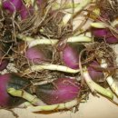 플레이오네 포르모사 Pleione Formosa 1구 12,000원께 9분께 분양합니다. 이미지