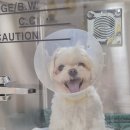 상일 쓰담쓰담 동물병원 이미지