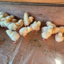 삐약이농장 이미지