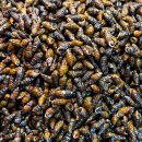 올갱이와청국장 이미지