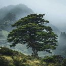 제주청정수 | 2025 한라산 백록샘 개방! 드디어 베일을 벗는 제주 속 비경