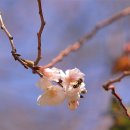 春秋벚꽃 이미지