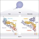 정자와 난자 결합의 비밀, 알파폴드가 밝혔다 이미지