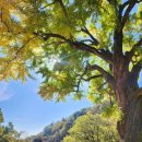 말하는은행나무 이미지