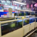 벌떡 장어 이미지