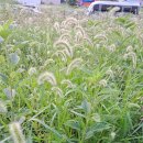 강아지풀 이미지