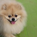 로얄펫동물병원 이미지