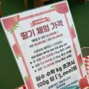 최씨농장 | 인천 아기랑 갈만한곳 딸기체험 추천 | 산모퉁이딸기체험농원 내돈내산 솔직후기
