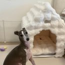 몽글몽글 펫 이미지