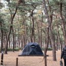 솔향기 | 강원도 연곡솔향기 캠핑장 주말 후기｜강릉맛집 루이식당·강릉여행·바스버거 코스